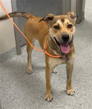 Belgian Shepherd Malinois and Mixed Breed Dogs Available for Adoption in Pasadena, Texas - MAX | PetCurious