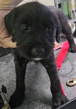 Rescue Mixed Breed Dogs for Adoption in Port St. Joe, Florida - Dawn | PetCurious