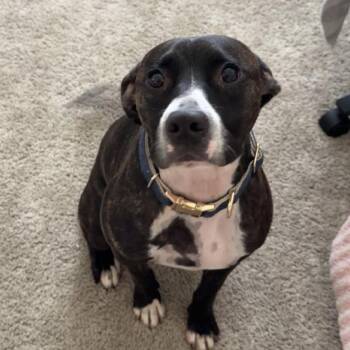 Stanley -  Pit Bull Terrier Dog for Adoption in Columbia, South Carolina - Stanley | PetCurious