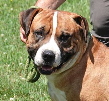 Skubal -  Mastiff Dog for Adoption in Millfield, Ohio - Skubal | PetCurious