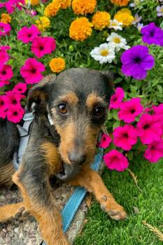 Rescue Dachshund Dogs for Adoption in Pittsburg, California - Macy Gray | PetCurious