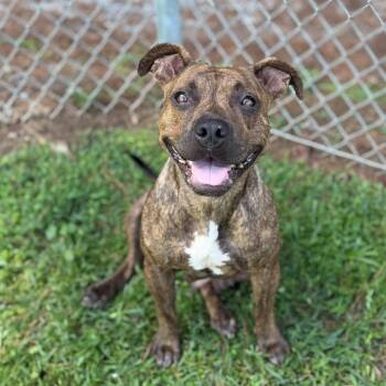 Zoey -  Mixed Breed Dog for Adoption - Zoey | PetCurious