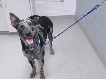KNOX -  German Shepherd Dog and Mixed Breed Dog Available for Adoption in Omaha, Nebraska - KNOX | PetCurious