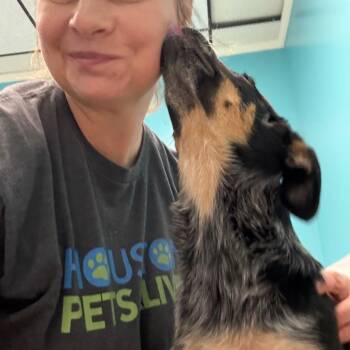 Cassie -  Labrador Retriever and Cattle Dog Dog for Adoption in Houston, Texas - Cassie | PetCurious