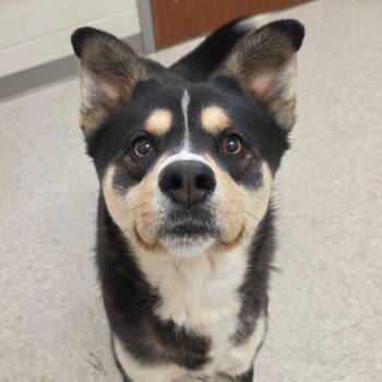 Husky Dogs Available for Adoption in Chatham, Virginia - Gallium | PetCurious