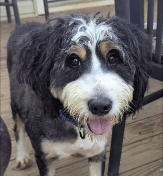 Joan -  Bernadoodle Dog for Adoption in Anniston, Alabama - Joan | PetCurious