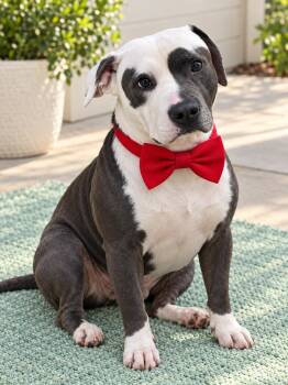 Ace -  Pit Bull Terrier Dog for Adoption in Crosby, Texas - Ace | PetCurious