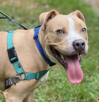 Homer -  Pit Bull Terrier Dog for Adoption in Annapolis, Maryland - Homer | PetCurious