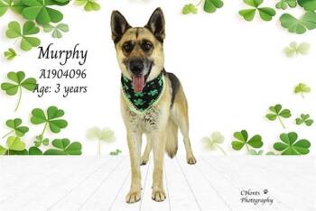 German Shepherd Dog Dogs Available for Adoption - MURPHY | PetCurious