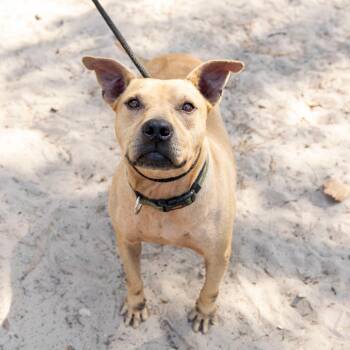 Rescue Mixed Breed Dogs for Adoption in Gainesville, Florida - Tiramisu | PetCurious
