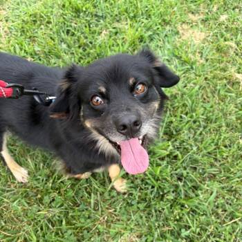 Draxx -  Mixed Breed Dog for Adoption in Fredericksburg, Virginia - Draxx | PetCurious