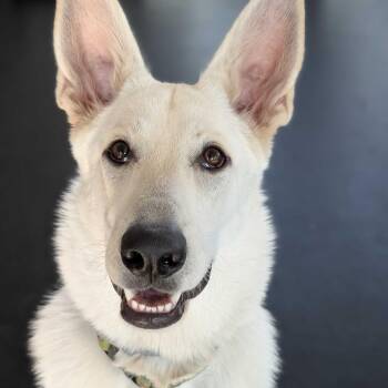 Daisy -  White German Shepherd Dog for Adoption in Dover, New Hampshire - Daisy | PetCurious