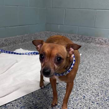 Chihuahua Dogs Available for Adoption in Greenville, South Carolina - Harley | PetCurious