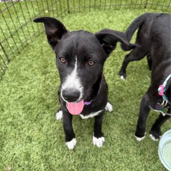 Nyx -  Labrador Retriever and Husky Dog for Adoption in San Diego, California - Nyx | PetCurious