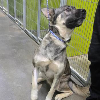 Bea2231 -  Husky Dog for Adoption in San Jacinto, California - Bea2231 | PetCurious