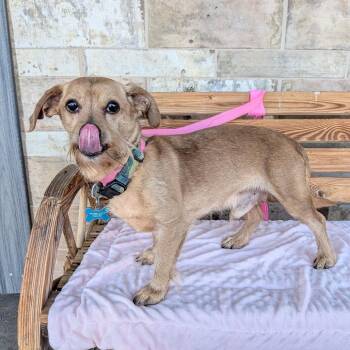 Scooby Doo -  Cairn Terrier and Dachshund Dog for Adoption in Chico, California - Scooby Doo | PetCurious