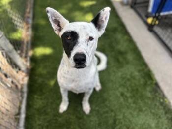 ELLIE -  Pit Bull Terrier and German Shepherd Dog Dog for Adoption in Chula Vista, California - ELLIE | PetCurious