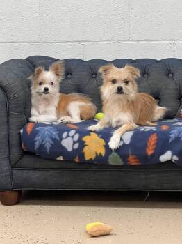 Ollie -  Shih Tzu and Chihuahua Dog for Adoption in York, South Carolina - Ollie | PetCurious