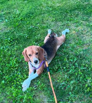 Beagle Dogs Available for Adoption in Union Grove, Wisconsin - Newman | PetCurious