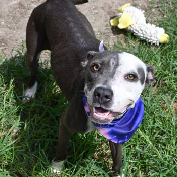 KHLOE -  Pit Bull Terrier Dog for Adoption in Beaumont, Texas - KHLOE | PetCurious