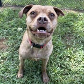 Nova -  Terrier and Pit Bull Terrier Dog for Adoption in Swanzey, New Hampshire - Nova | PetCurious