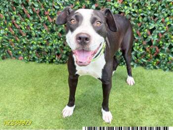 COOKIE -  Mixed Breed Dog for Adoption in West Palm Beach, Florida - COOKIE | PetCurious
