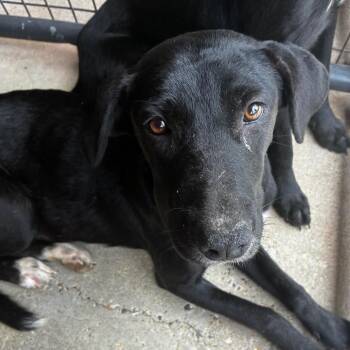 Kim Possible -  Black Labrador Retriever Dog for Adoption in Parrish, Alabama - Kim Possible | PetCurious