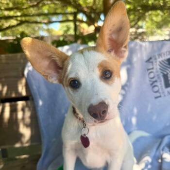 DOVE -  Australian Cattle Dog Blue Heeler and Mixed Breed Dog for Adoption in Richmond, California - DOVE | PetCurious