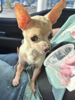 Chihuahua Dogs Available for Adoption in Douglas, Georgia - Sam | PetCurious