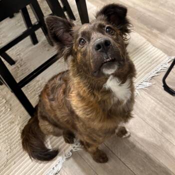 Rescue Mixed Breed and Chow Chow Dogs for Adoption in Salt Lake City, Utah - Ruby | PetCurious