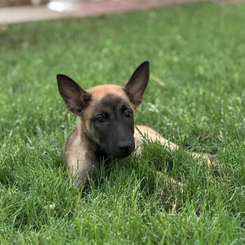 Jett -  Belgian Shepherd Malinois and German Shepherd Dog Dog for Adoption in San Antonio, Texas - Jett | PetCurious