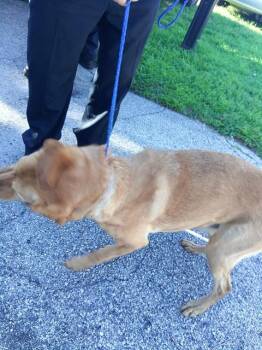 German Shepherd Dog and Mixed Breed Dogs Available for Adoption in Fort Lauderdale, Florida - BELLA | PetCurious