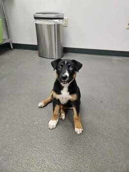 DELILAH -  Bernese Mountain Dog and Mixed Breed Dog for Adoption in Corpus Christi, Texas - DELILAH | PetCurious