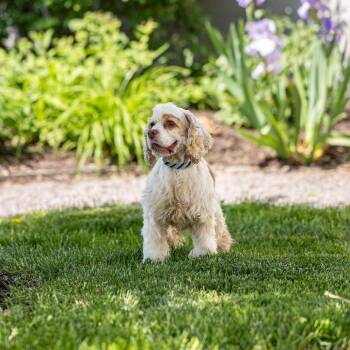 Cocker Spaniel Dogs Available for Adoption in Council Bluffs, Iowa - Lady Bug | PetCurious