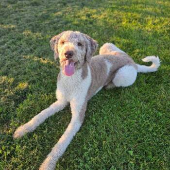 Magnus -  Standard Poodle Dog for Adoption in Courtice, Ontario - Magnus | PetCurious