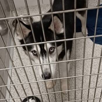 Rescue Husky Dogs for Adoption in Oak Park, Illinois - Treble | PetCurious