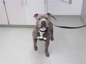 GUS -  Boxer and Mixed Breed Dog for Adoption in Omaha, Nebraska - GUS | PetCurious
