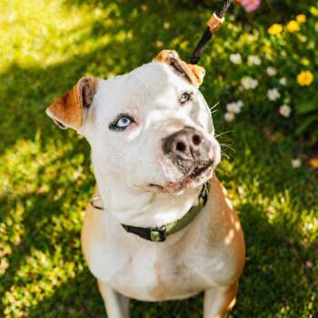 Lenny -  Pit Bull Terrier Dog for Adoption in Newborn, Georgia - Lenny | PetCurious