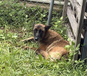Belgian Shepherd Malinois Dogs Available for Adoption in San Antonio, Texas - DANTE | PetCurious