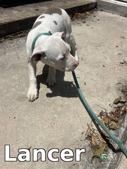 Lancer -  Pit Bull Terrier Dog for Adoption in Rocky Mount, North Carolina - Lancer | PetCurious