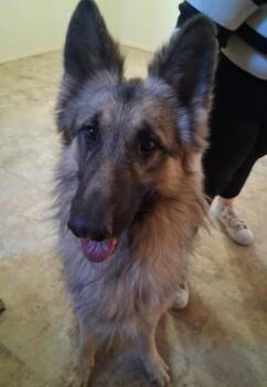 Shepherd and Mixed Breed Dogs Available for Adoption - Dean | PetCurious