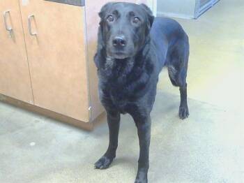 ADELAIDE -  Labrador Retriever and Mixed Breed Dog for Adoption in Sacramento, California - ADELAIDE | PetCurious