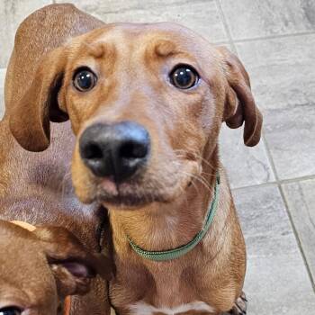 Wilbur -  Vizsla and Catahoula Leopard Dog Dog for Adoption in Grinnell, Iowa - Wilbur | PetCurious