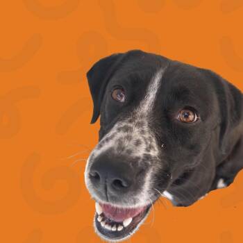 Labrador Retriever and Australian Shepherd Dogs Available for Adoption in Reno, Nevada - Faera | PetCurious