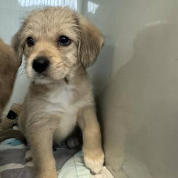 Sky -  Wirehaired Terrier and Mixed Breed Dog for Adoption in Saint Charles, Missouri - Sky | PetCurious