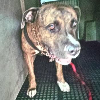 IVHS-Stray-143347 -  Bullmastiff Dog for Adoption in San Gabriel, California - IVHS-Stray-143347 | PetCurious