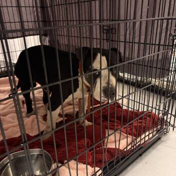 Mixed Breed Dogs Available for Adoption in Philadelphia, Pennsylvania - Dale | PetCurious