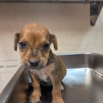 Queso -  Dachshund and Beagle Dog for Adoption in Birmingham, Alabama - Queso | PetCurious