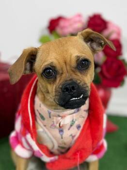 Lilah-One of our Amazing Rescue Dogs -  Pug and Chihuahua Dog for Adoption in Carlsbad, California - Lilah-One Of Our Amazing Rescue Dogs | PetCurious
