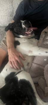 Romeo -  Pit Bull Terrier and Great Dane Dog for Adoption in Claremont, California - Romeo | PetCurious